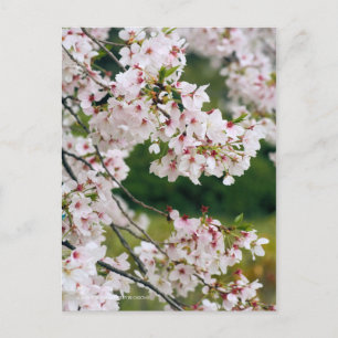 Somei-yoshino: Kirschblüten [Postkarte] Postkarte