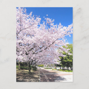 Somei-yoshino: Kirschblüten [Postkarte] Postkarte