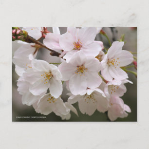 Somei-yoshino: Kirschblüten [Postkarte] Postkarte