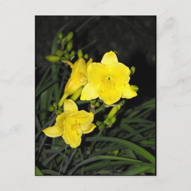 ~ Sommer 10 ~ Postkarte (Vorderseite)