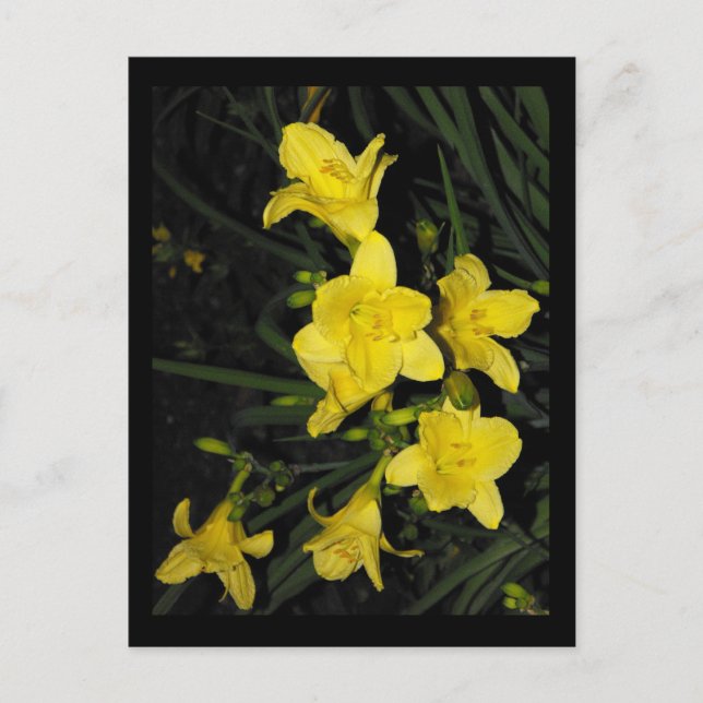 ~ Sommer 11 ~ Postkarte (Vorderseite)