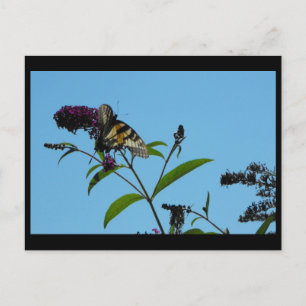 ~ Sommer 19 ~ Postkarte