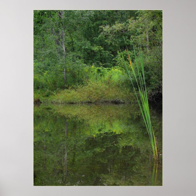 Sommer am Teich Poster (Vorne)