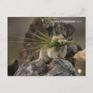 Sommer - Amerika - Pica Postkarte