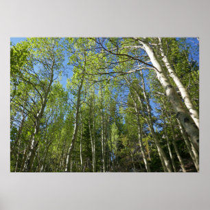 Sommer-Birken im Rocky Mountain Poster