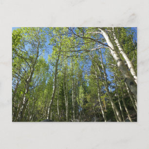 Sommer-Birken im Rocky Mountain Postkarte