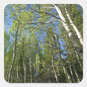 Sommer-Birken im Rocky Mountain Quadratischer Aufkleber