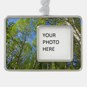 Sommer-Birken im Rocky Mountain Rahmen-Ornament Silber