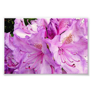 Sommer-Blumen Fotodruck