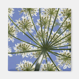 Sommer-Blumen-Kuh-Petersilien-Magnet Magnet