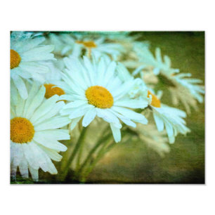 Sommer-Daisy-Foto-Erweiterung Fotodruck
