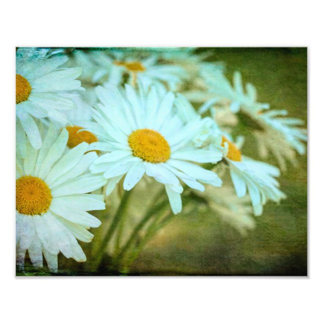 Sommer-Daisy-Foto-Erweiterung Fotodruck (Vorne)