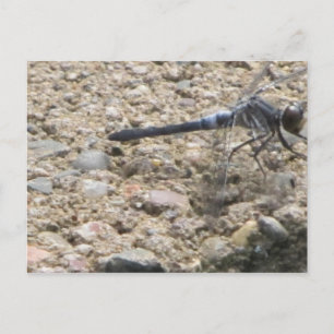 Sommer des Lebens Postkarte