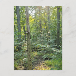 Sommer Forrest Trail Fotopostkarte Feiertagspostkarte