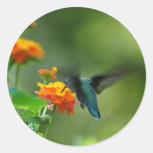 Sommer Hummer! Runder Aufkleber