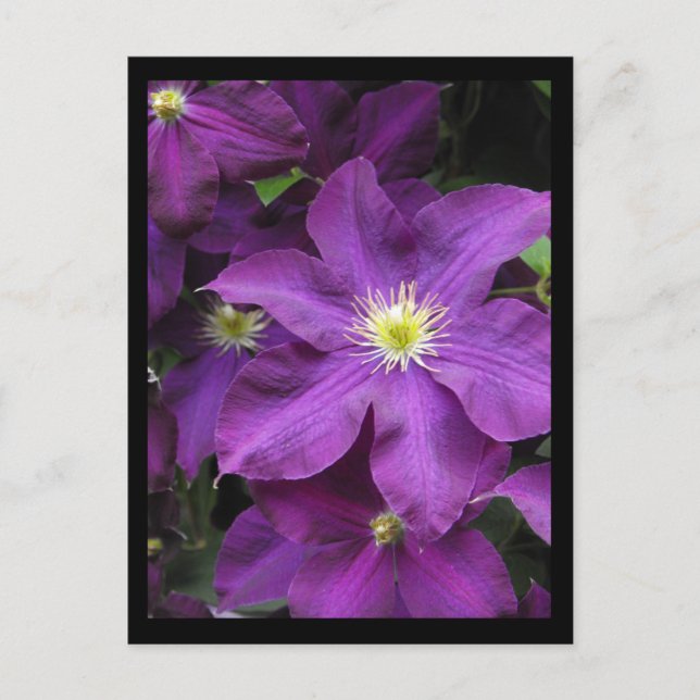 ~ Sommer in Lancaster Landkreis ~ 39 Postkarte (Vorderseite)