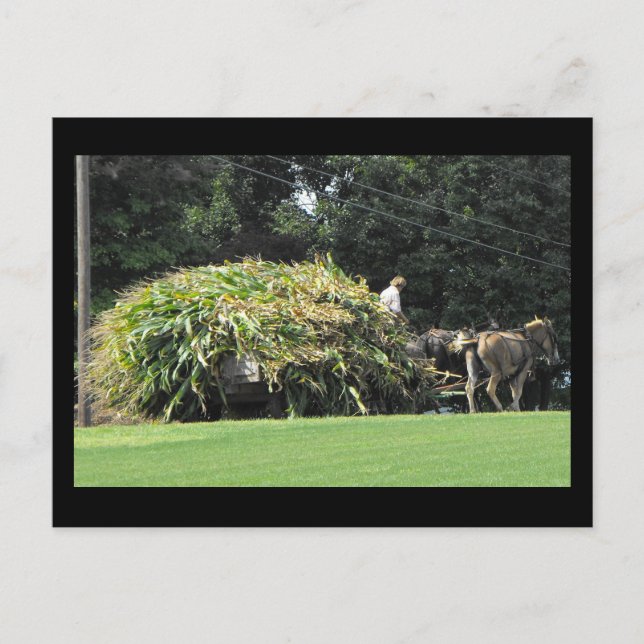 ~ Sommer in Lancaster Landkreis ~ 57 Postkarte (Vorderseite)