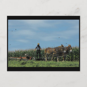 ~ Sommer in Lancaster Landkreis ~ 73 Postkarte