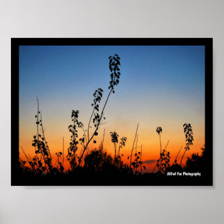 Sommer-Pflanzensilhouetten Poster