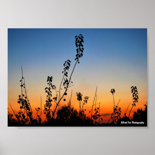Sommer-Pflanzensilhouetten Poster (Vorne)
