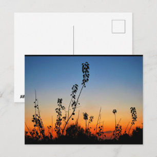 Sommer-Pflanzensilhouetten Postkarte