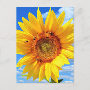 Sommer-Postkarte mit Sonnenblume Postkarte