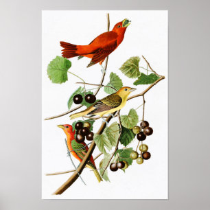 Sommer-rote Vogel-John James Audubon-Vögel Amerika Poster