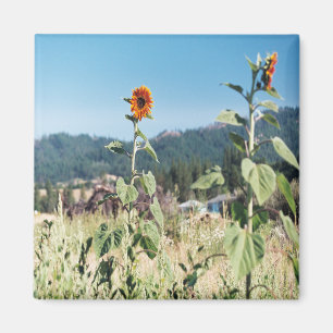 Sommer Sonnenblumen....... Magnet