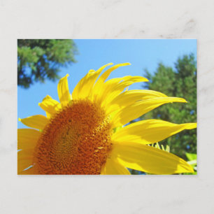 Sommer-Sonnenblumen-Postkarten Grüner Garten Postkarte