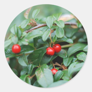 Sommer Sticker