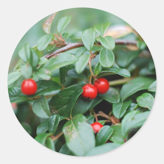 Sommer Sticker (Vorderseite)