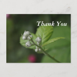 Sommer-Wildhimbeer-Blütenknospen Postkarte