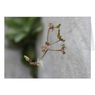 Sommer-Wunsch-Unkraut