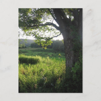 Sommerbaum Postkarte