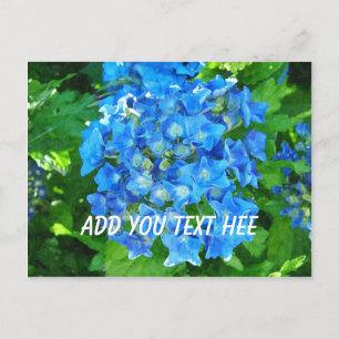 Sommerblaue Hortensienblüten und ihre grünen Blätt Postkarte