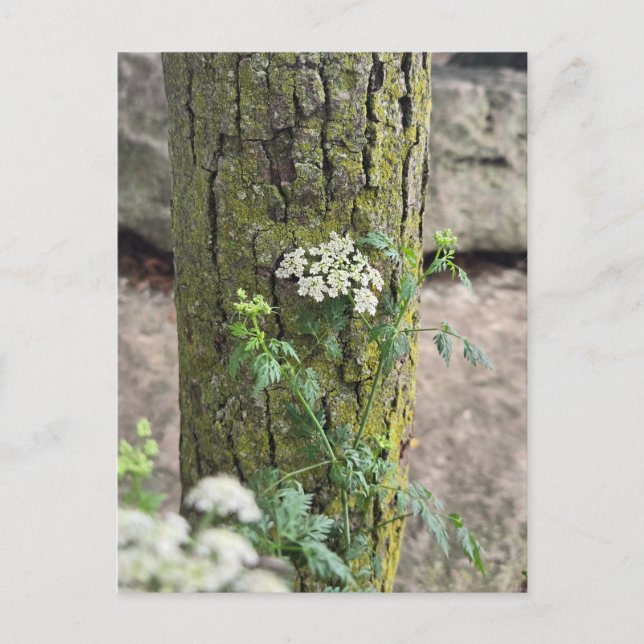 Sommerblumen Postkarte (Vorderseite)
