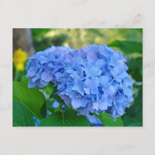 Sommerblumengarten Postkarte Blaue Hortensie