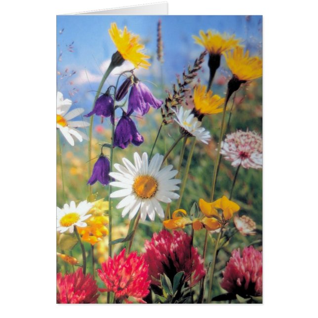 Sommerblüten (Vorne)