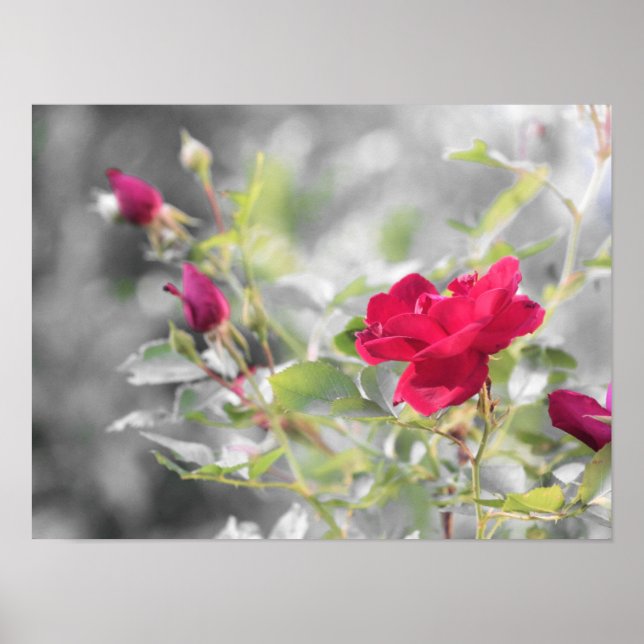 Sommerblüten der rote Rose Poster (Vorne)