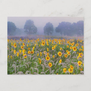 Sommerfelder Postkarte
