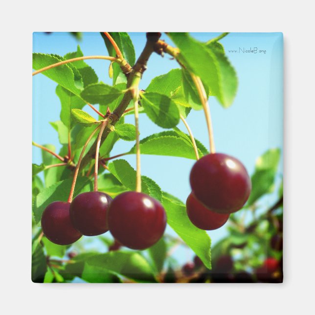 Sommerfreuden - rote Kirschen Magnet (Vorne)