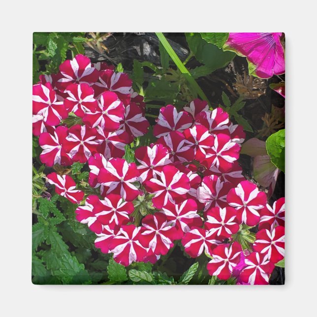Sommergarten Magnet (Vorne)