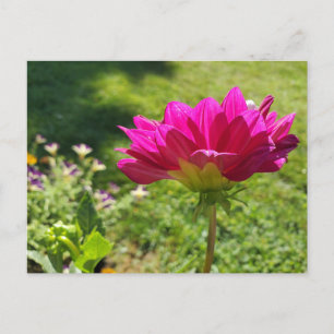 Sommergarten Postkarte