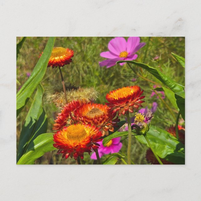 Sommergarten Postkarte (Vorderseite)