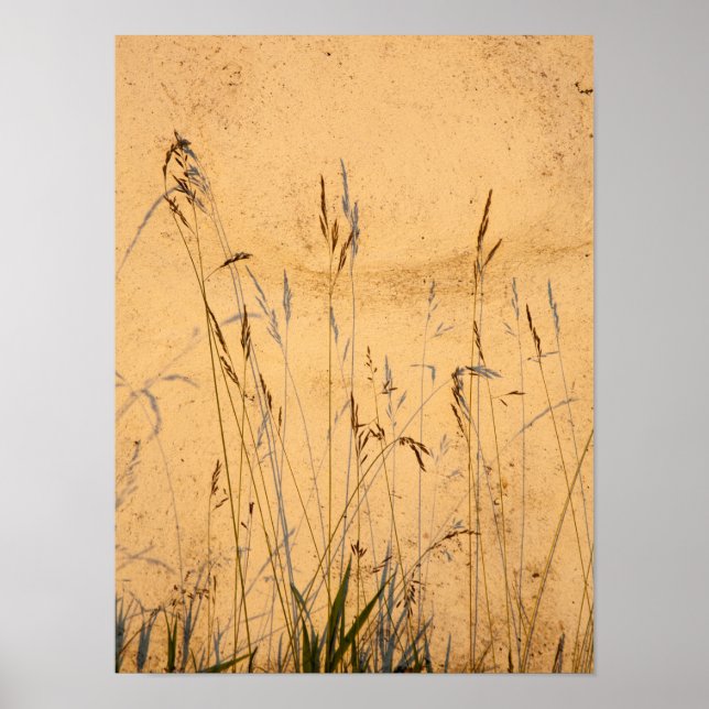 Sommergras und Schatten Postkarte Poster (Vorne)