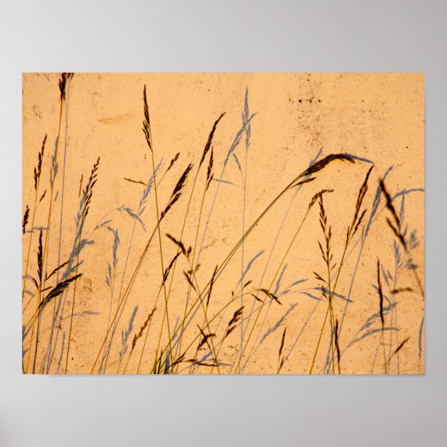 Sommergras und Schatten Postkarte Poster (Vorne)