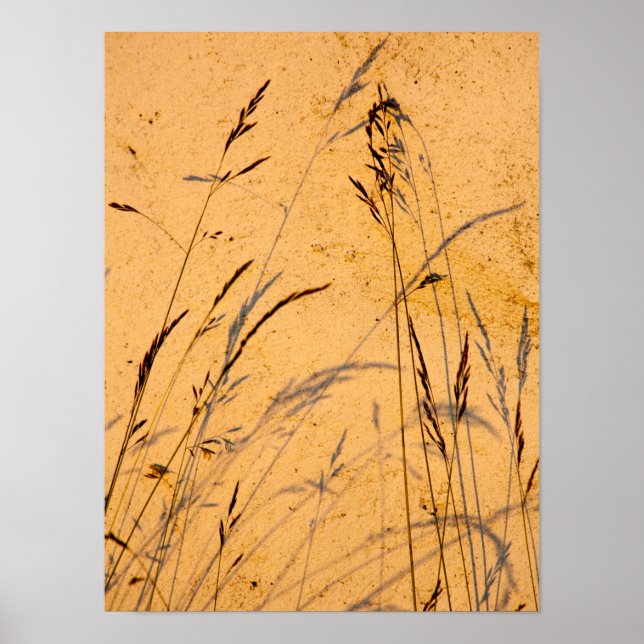 Sommergras und Schatten Postkarte Poster (Vorne)