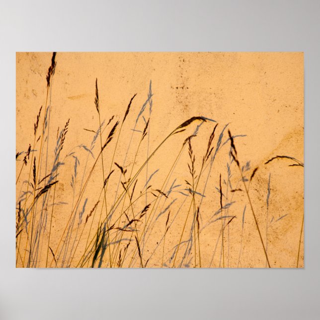 Sommergras und Schatten Postkarte Poster (Vorne)