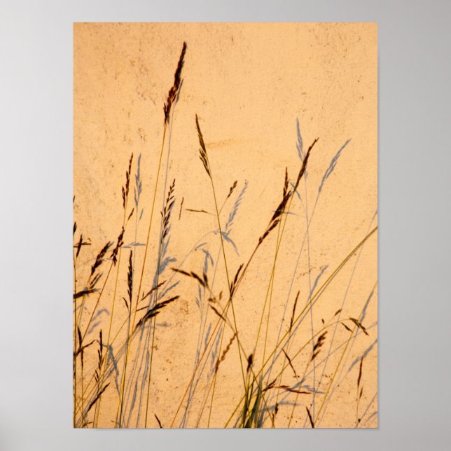 Sommergras und Schatten Postkarte Poster (Vorne)