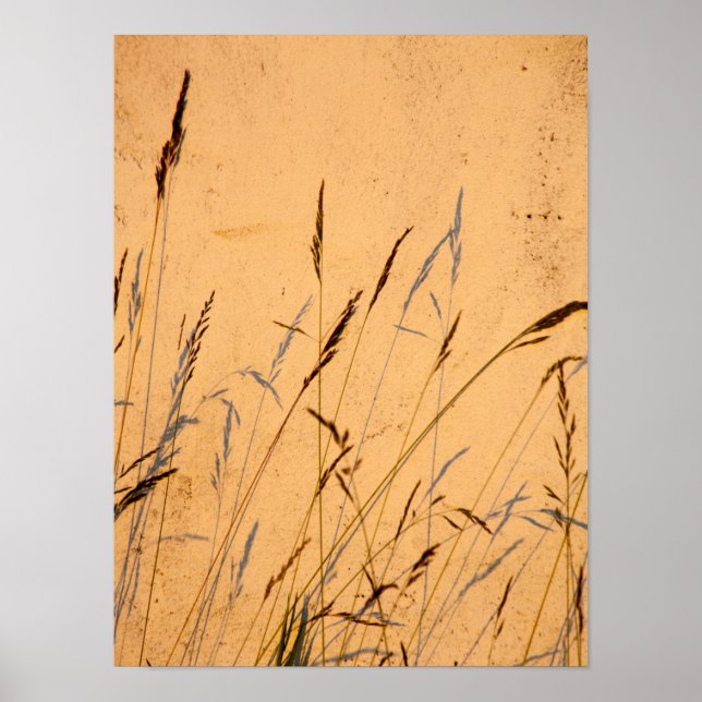 Sommergras und Schatten Postkarte Poster (Vorne)